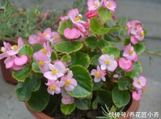 阳台上|如果你是封闭阳台,不要碰“3种花”,这个环境根本养不好