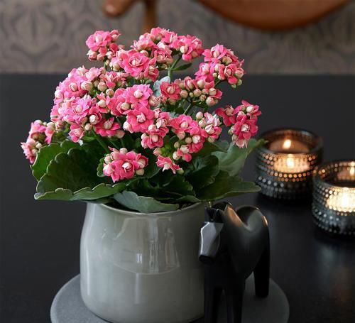 长寿花最爱喝一口“它”，喝一次花苞满枝头，美极了