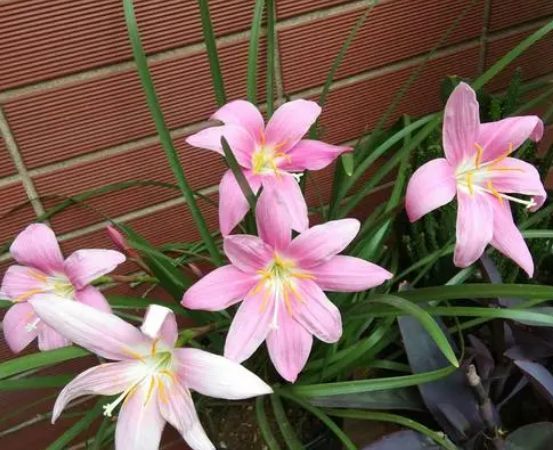 这种兰花是天生的“水鬼”，立春后搬出屋，多淋淋雨可早点开花
