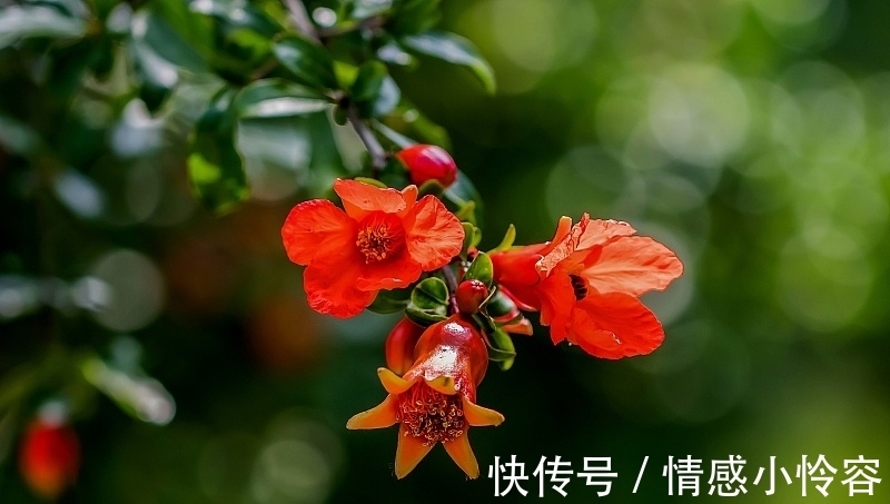 初夏微雨后 榴花开欲燃 全网搜 初夏微雨后 榴花开欲燃 全网搜