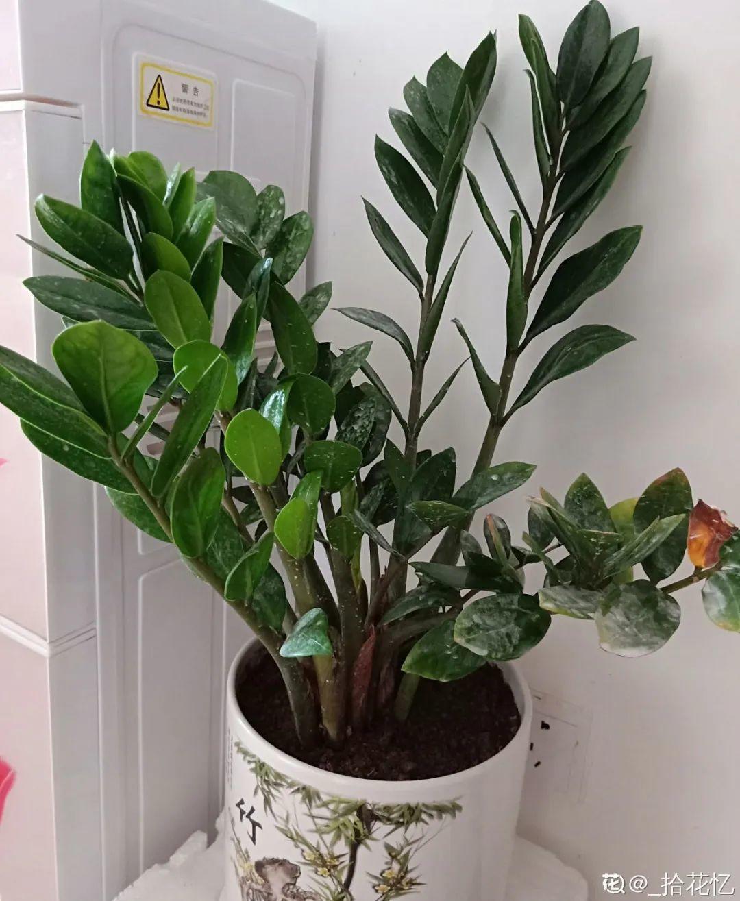 枯萎|9种花是富贵命,必须大盆养,小盆养会憋死