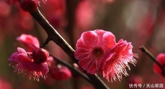 中国|中国十大名花分别指哪十种花这十种花分别有什么美称