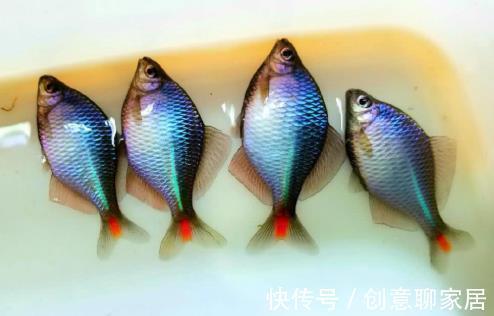 5种“逐渐消失”的小鱼，过去被嫌弃少人吃，如今却“价值不菲”