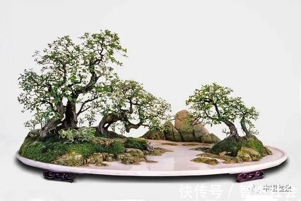 盆景@赵庆泉:请别叫我“大师”,我就是个“做盆景的”