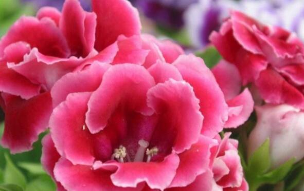 喜欢养花，就养这几款，比吊兰还好养，烂漫迷人又可爱