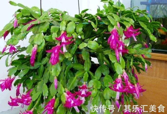 蟹爪兰叶片发黄,都是4个方面造成的,此样预防黄叶很有效