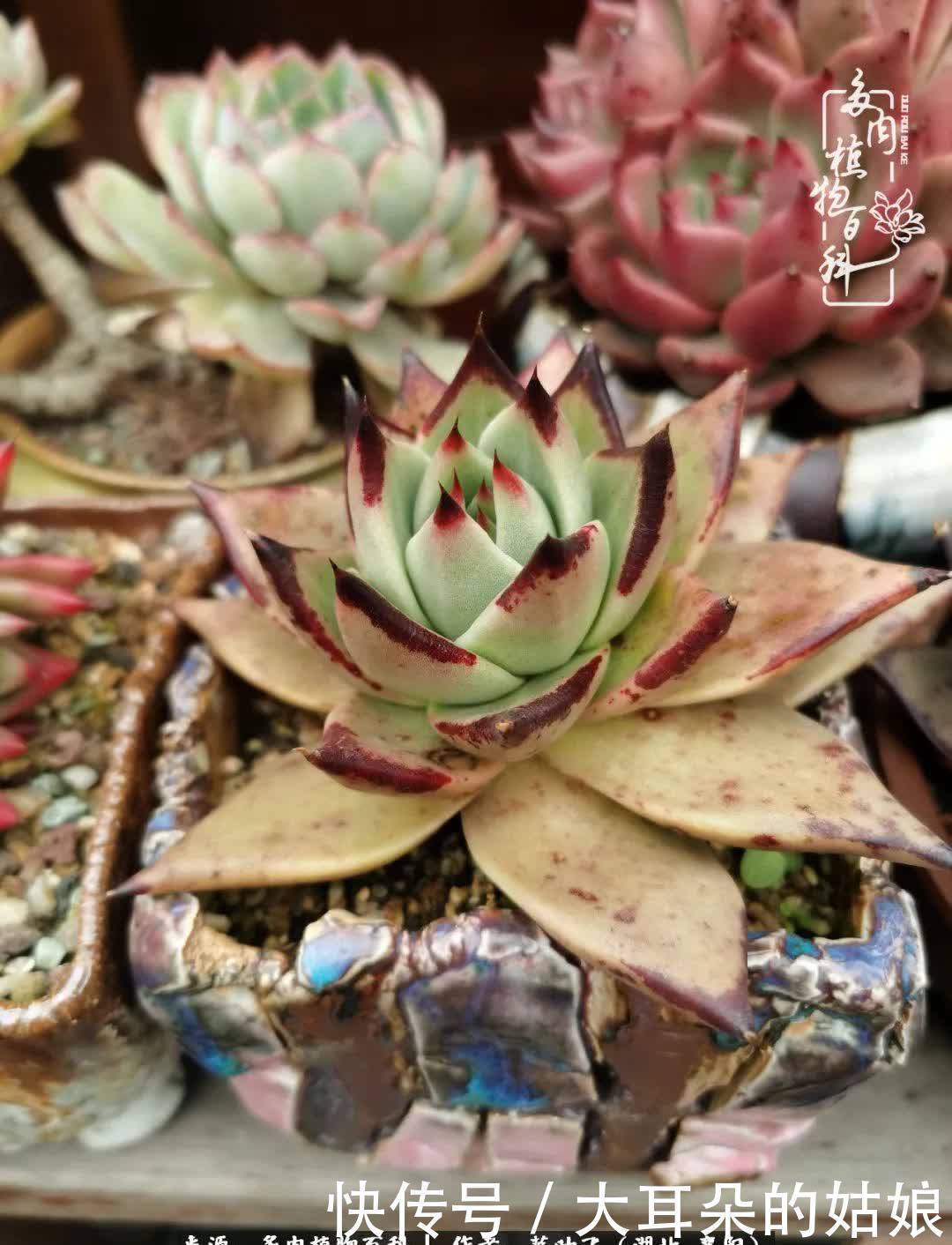 春暖花开,万物复苏,多肉迎来最美时光!