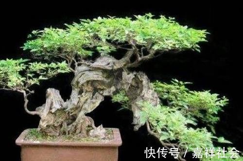 怎样才能将山上常见的荆疙瘩做成漂亮的盆景？