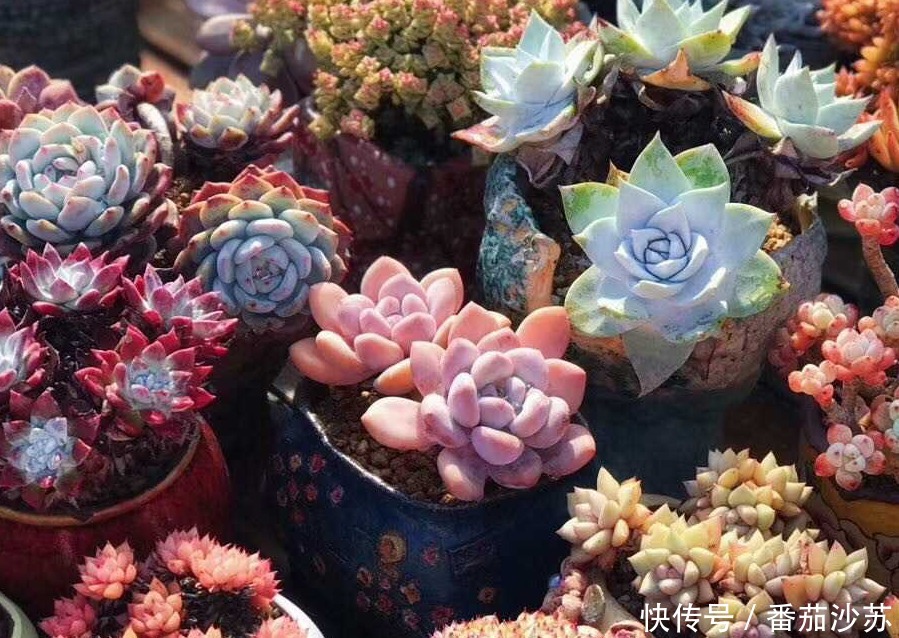 举动|5月,初遇暴雨后,盆栽多肉马上采取3项举动,一个都少不了