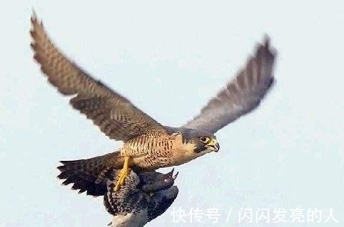 房顶|72万平米的故宫，600年来为何房顶从没有鸟粪？佩服古人的大智慧