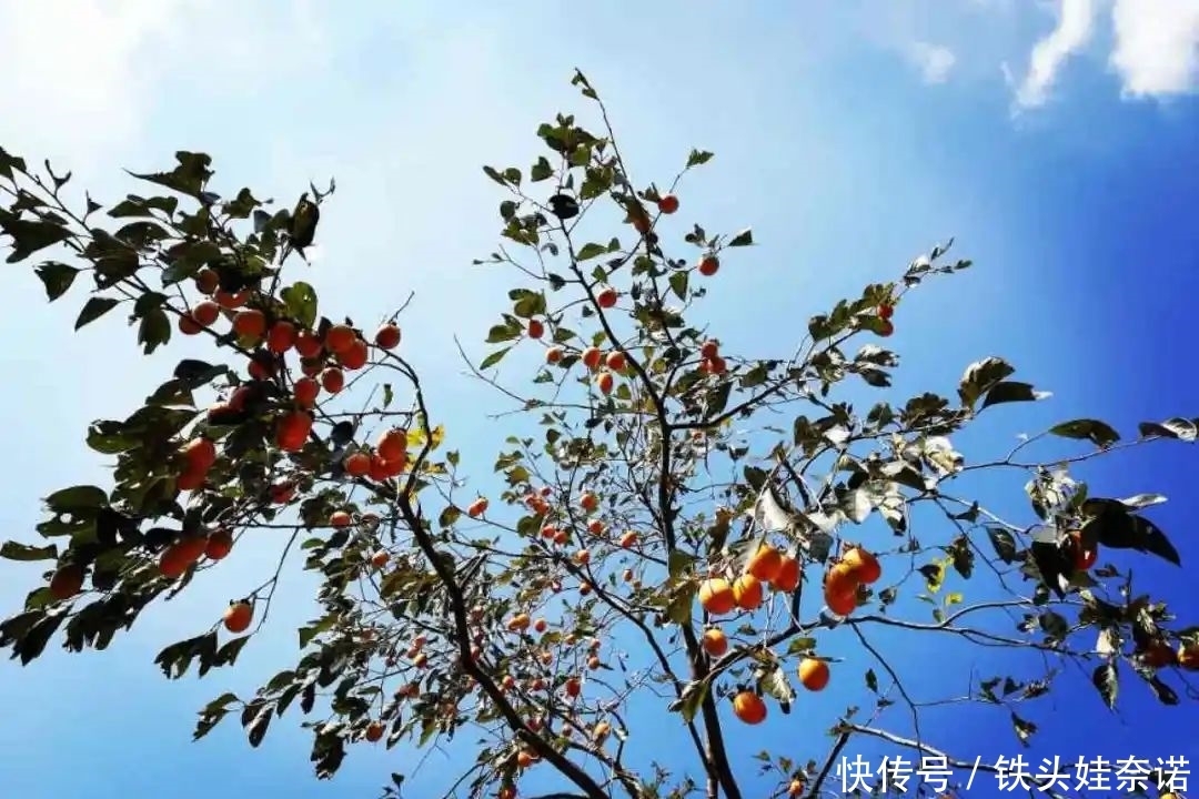 2021养盆镇宅花,当做守护神,好运进来,霉运离开!