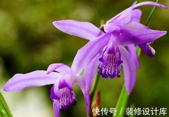 打理|农历7月14号起,最适合养这些花,花期长易打理,庭院变花海