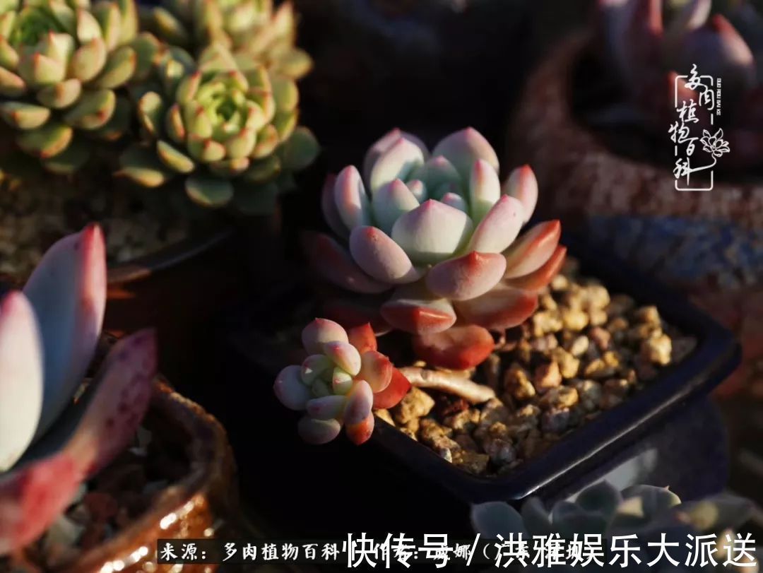 橙梦露|笼子里露养的多肉,越养越美!有多肉的日子伴着小确幸!