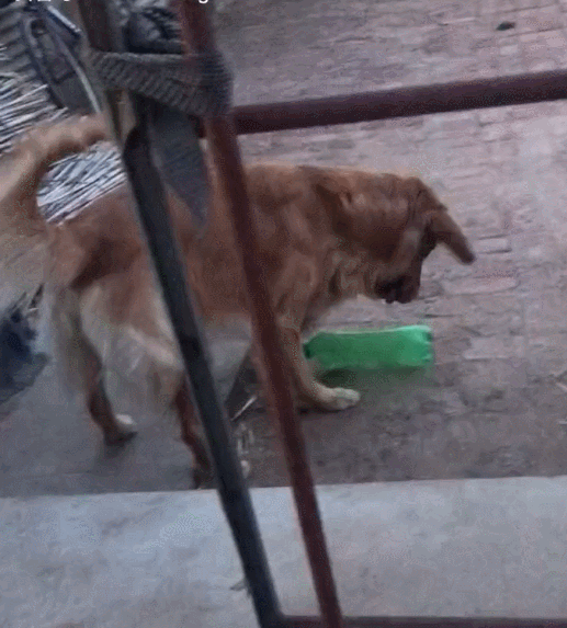 |搞笑GIF趣图:小朋友,你如此潇洒,让我自愧弗如啊!