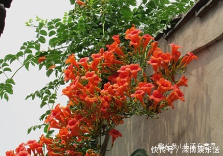 全国|此花,一天不''打'',上房揭瓦!全国能种,沾土救活,教你养护方法