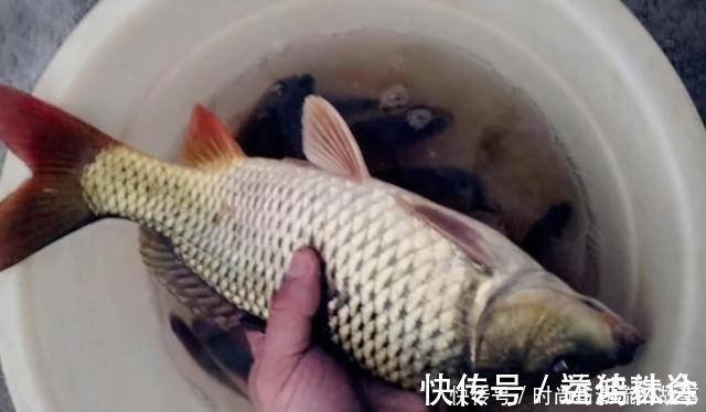 鲫鱼|鲤鱼钓了三十年,至今才公开这饵料,一般人还真不晓得,莫泄露