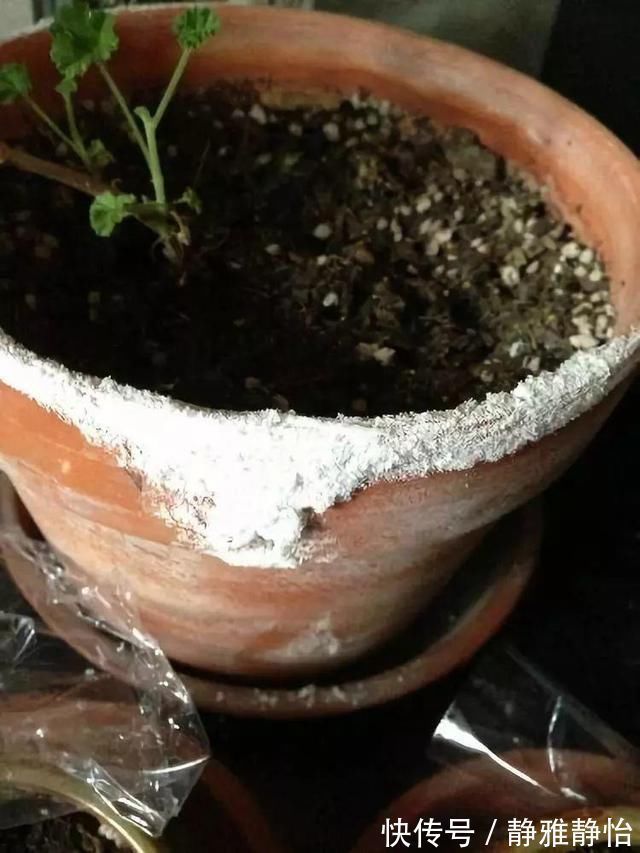 柠檬酸|花盆里长出“白碱”不是好事,对花草危害大,学会这5个处理方法