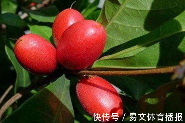 扦插|神秘果美颜瘦身、排毒通便,掌握高产要点,收获吃不完的神秘果