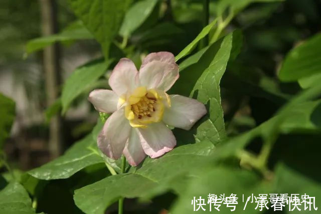 蜡梅|此花是国家重点二级保护植物,姿态优美,花大色白,十分诱人