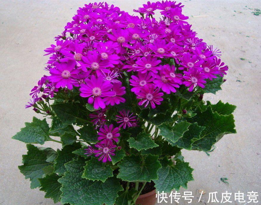 养花试试这几款,是美丽而有道德的花,值得入手