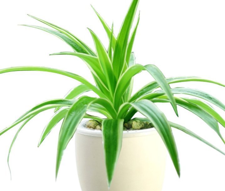 好养|“识货人”都养4种花,简单好养,一年就能长满盆