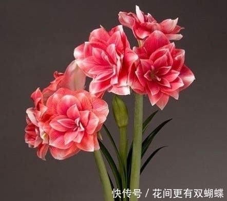 盆栽|4种盆栽花号称开花机器,一整年都开花,好看又好养,值得拥有