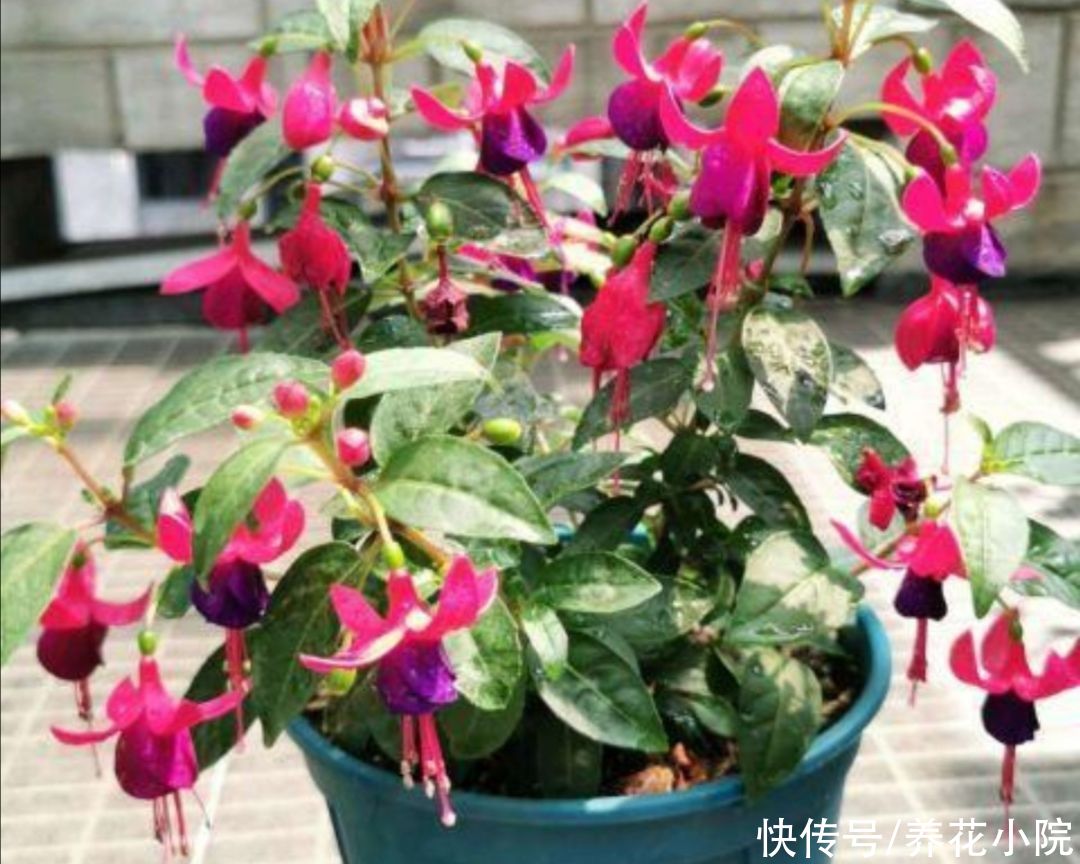 阳台上|夏天6种花太怕热，要“少水少肥少光照”，才能长得旺