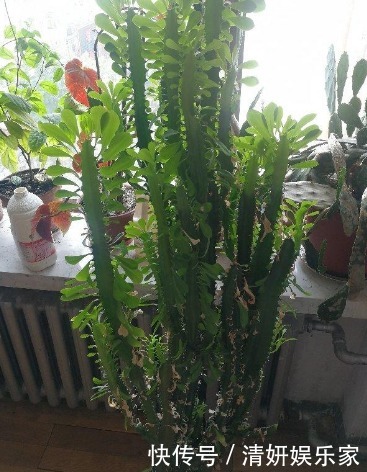 君子兰|什么富贵竹、发财树都不如养“4种”花,旺财又镇宅,越养越值钱