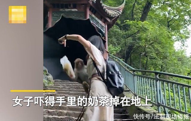 游客|女子景区内遇“泼猴”抢奶茶，崩溃怒吼:你以为你在这里了不起啊