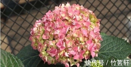总觉得绣球花不好养，期间3个小技巧要记好，花开的又大又漂亮