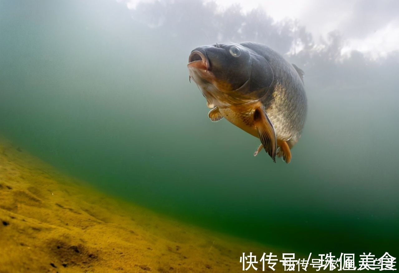 饵料|鱼总咬上钩,是因为下钩陷入酱层?钓钝就是新手?别被忽悠了