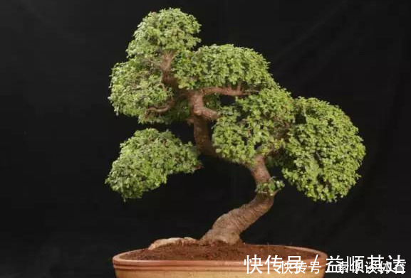 垂盆草|养花技巧6种花扔土里就能活,养死了算你厉害