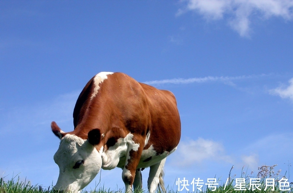 牛人|牛年出生的人，并不是都是大器晚成，在本命年将会迎来运势转机