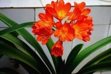 王先生养君子兰，10天一罐“它”，一枝30朵，一开就“2次”！