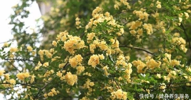 养花,就养“3盆花”,花量特别大,一棵繁殖多棵,人见人爱!