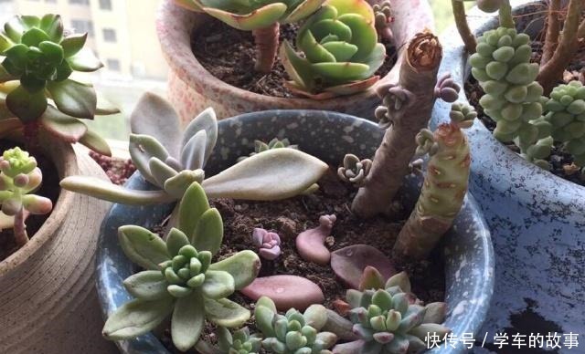 这4种情况要给多肉“砍头”,注意5点,1棵变2棵还带爆头效果!