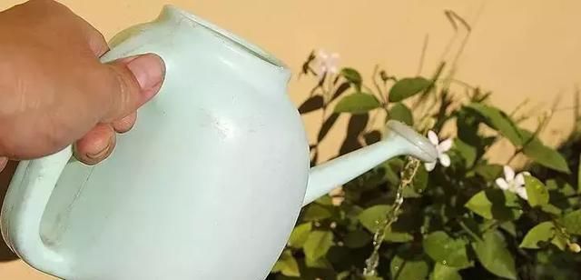 这些过期的药片丢花盆里,花像吃了兴奋剂,猛长叶狂开花