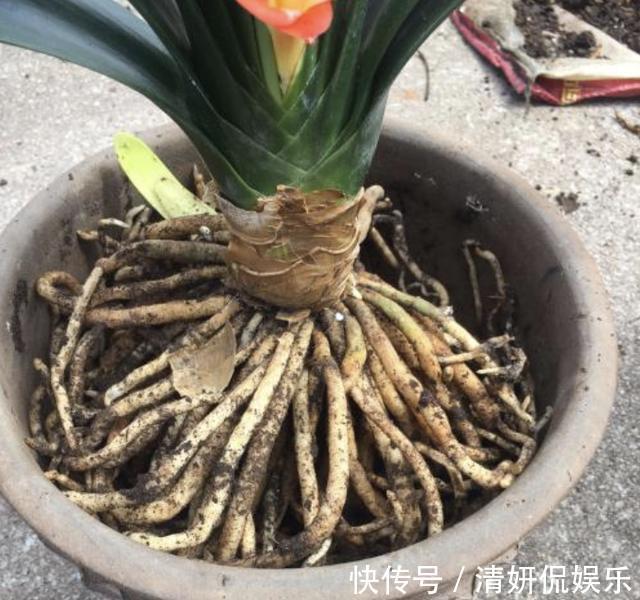 烂根|入秋后,给君子兰换盆,土壤里加“2种颗粒”,1年不烂根、不黄叶