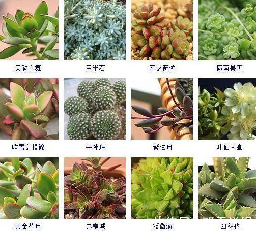 扛把子|在家盆栽5种植物,无需人为打理,是名副其实的''扛把子''