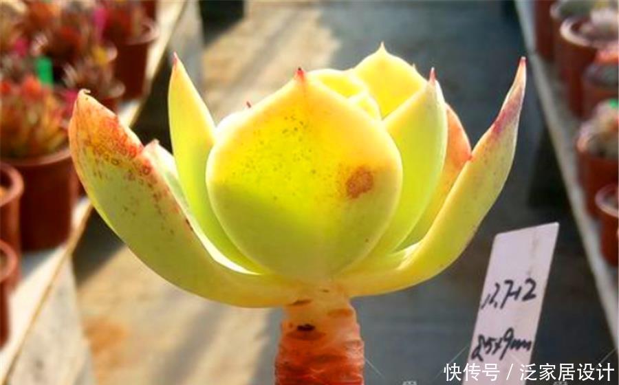 黄金碧桃冬天怎么养?紧抓3要点,不冻伤,晶莹剔透金黄亮丽