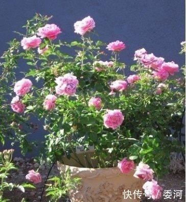 剪刀|月季长的丑?老婆的“私密剪刀秘籍”,把月季养成“艺术品”