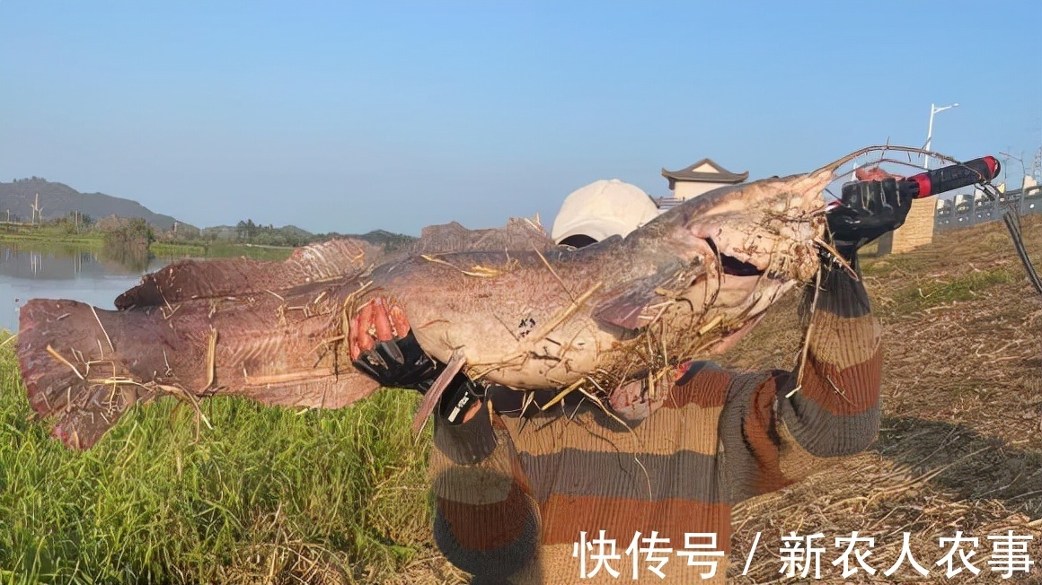 广东一男子的野钓大鱼梦,首次钓获30斤的鲶鱼,激动地举过了头顶