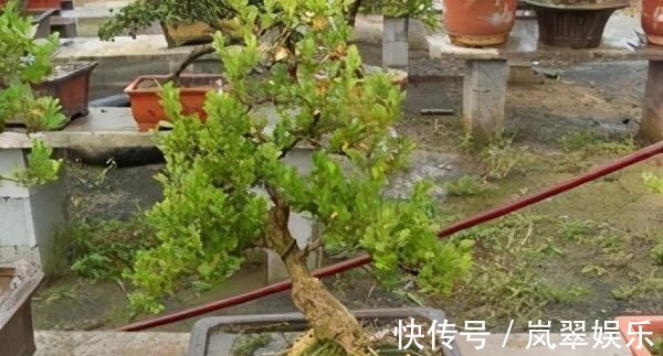 梅花|苏派盆景极具名气,这6种盆景做法精妙、极具自然之感,价值高
