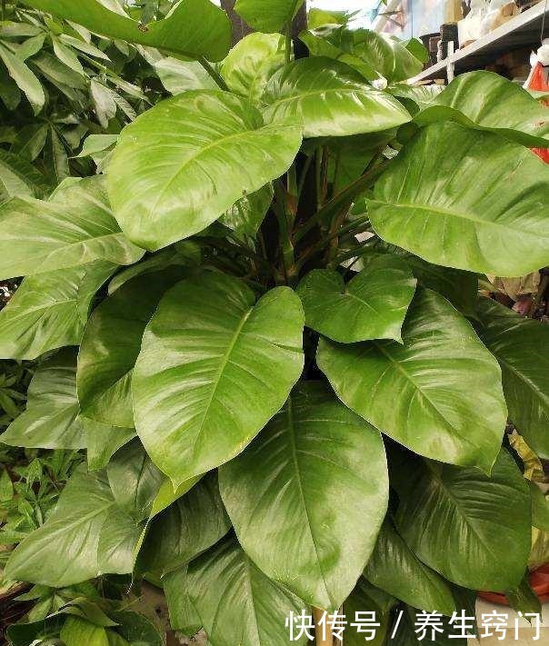 绿萝喂口它，像是吃了激素，蹭蹭长叶子，摁都摁不住！