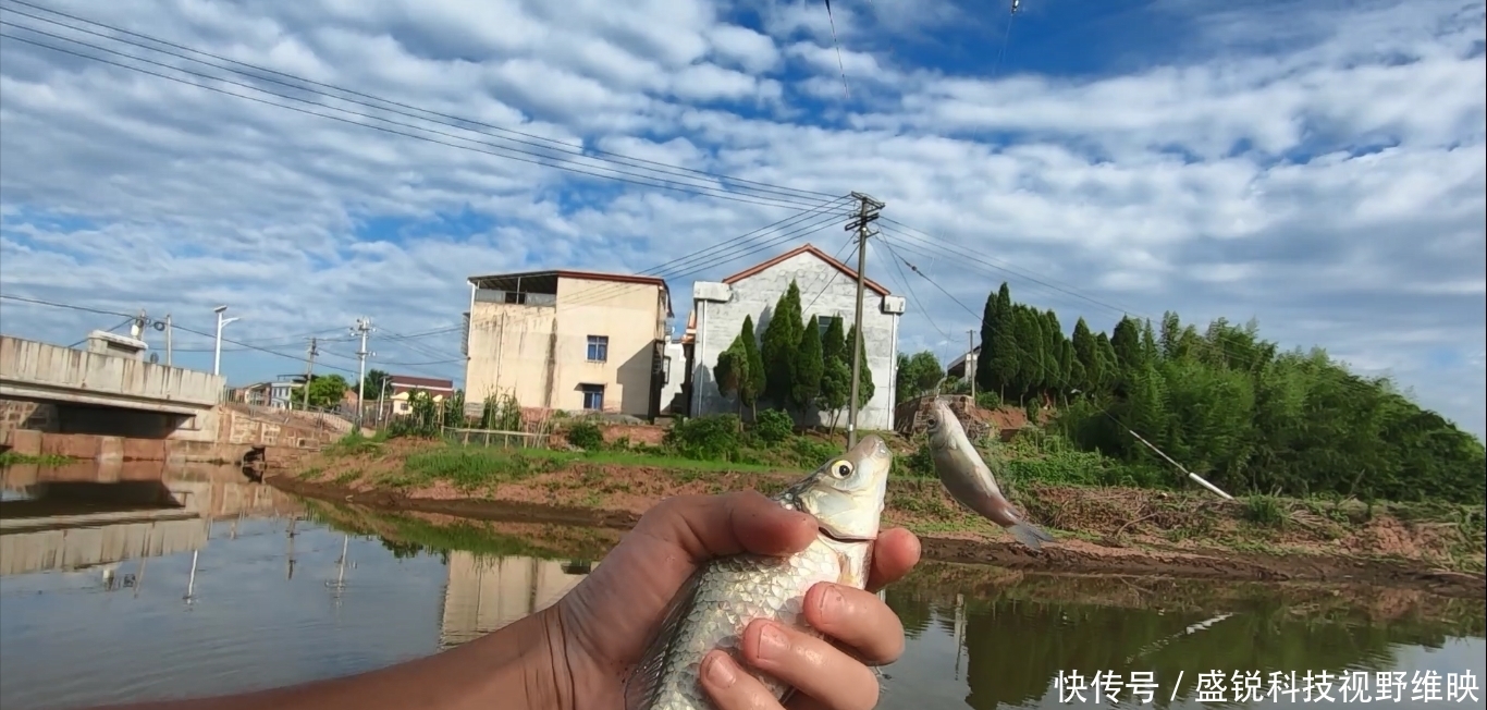 黄金时间段|天热鲫鱼很难钓?老钓友一般都这样操作,照样连竿上鱼