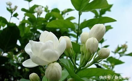 有机营养液|养殖茉莉的正确方法,注意几点,让茉莉提高开花质量