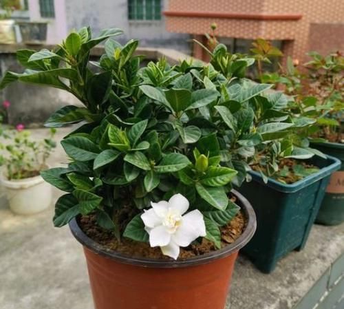  花匠|想要养好栀子花，小花匠教你做5步，1年能把花盆挤爆，小芽蹭蹭冒