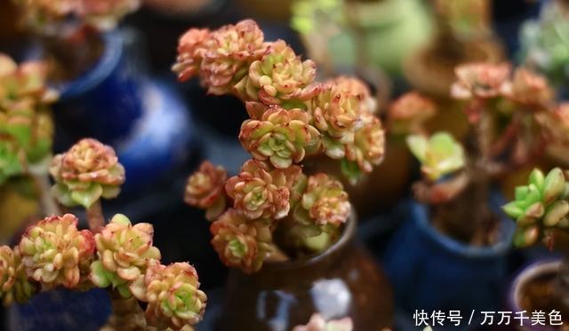 多肉饿着养,个个土肥圆,越矮越小越值钱