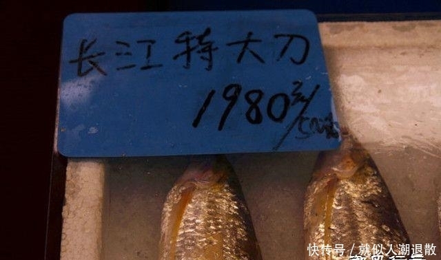 河鲀|中国最贵的鱼,一个吃不起一个不敢吃,还有一个吃没了