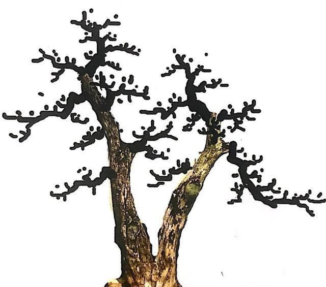 一盆九里香,阳台香飘飘,6款盆景造型玩法,哪一款受你青睐